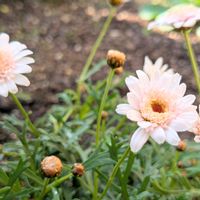 ボンザマーガレット,ボンザマーガレット イチゴショート,我が家のお花,秋の花壇,植物の事もっと知りたいの画像