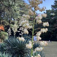 ユッカ,アツバキミガヨラン,Juneの会,秘密の花園♡,2020年6月同期No.003の画像