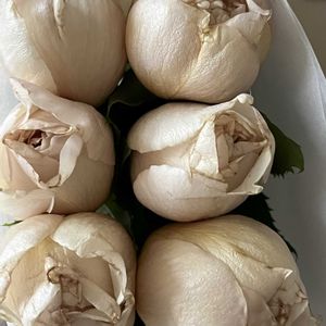 バラを楽しむ,ローズファームケイジ,バラが好き,和薔薇,和バラファンの画像