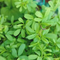 オキザリス,ゴーヤ,オキザリス パーシーカラー,オキザリス・グラブラ,鉢植えの画像