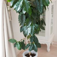 コーヒーの木,観葉植物,白い花,植木鉢,青空の画像