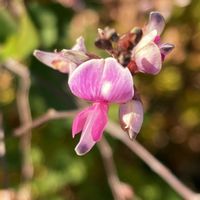 ハギ,お出かけ先にての画像