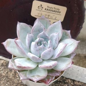 ブラックサバス,庭の画像