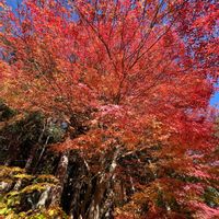 紅葉,イチョウ,イロハモミジ,イロハモミジ,山寺の画像