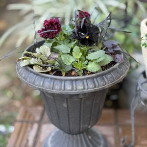 パンジー,ビオラ,パンジー　ドラキュラ,シュヴァリエ ドゥ リュンヌ,彩翠華 くるりの画像