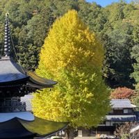 もみの木,イチョウ,平和を願う☆,兵庫県丹波篠山市,丹波篠山市の画像