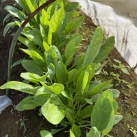 ニンジン,マリーゴールド,大根,ほうれん草,白菜の画像