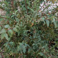 コデマリ,小手毬（こでまり）,コデマリの葉,コデマリの枝,紅葉した枝の画像