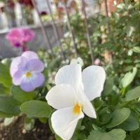 ノリウツギ,ビオラ・パンジー,happy♡,平和を願う☆,❤️癒されての画像