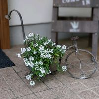 スイートアリッサム ,アンティーク雑貨,NO GREEN  NO LIFE,ロータスコットンキャンディ,見てくれてありがとう♡の画像