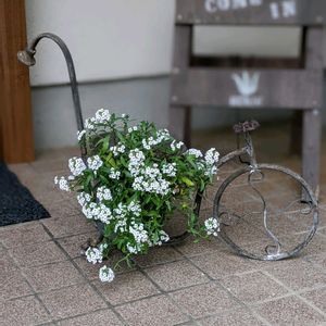 スイートアリッサム ,アンティーク雑貨,NO GREEN  NO LIFE,ロータスコットンキャンディ,見てくれてありがとう♡の画像