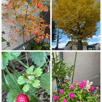 アネモネ,アリッサム,インパチェンス,ジューンベリー,ジューンベリーの画像