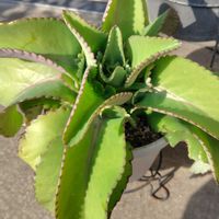 子宝弁慶草,短い秋,人に優しくの画像