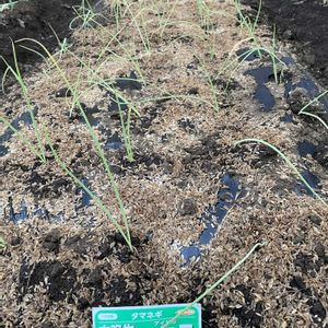 玉ねぎ,タマネギ,タマネギ　アイドルももえ,自家製カルシウム,種からの画像