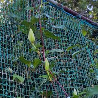 クレマチスの画像