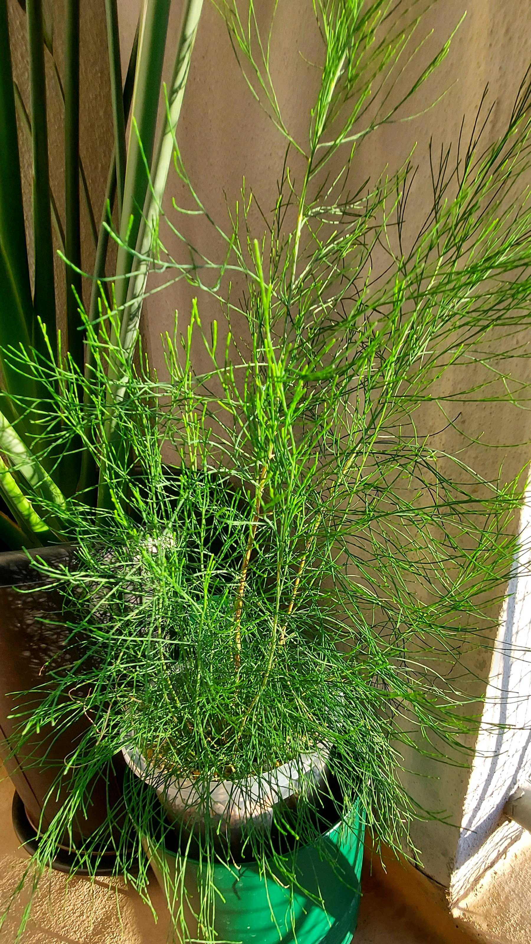 タマモクマオウの一覧｜🍀GreenSnap（グリーンスナップ）