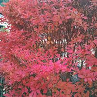 ドウダンツツジ,葉牡丹,ユーフォルビア マハラジャ,ユーフォルビア・ラクテア綴化,ブルビネ マルガレタエの画像