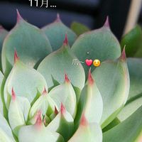 セダム,エケベリア,オーロラ,桃太郎,多肉植物寄せ植えの画像