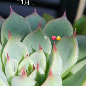 セダム,エケベリア,オーロラ,桃太郎,多肉植物寄せ植えの画像