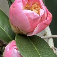 キク,ツバキ,ミヤコワスレ,西王母の画像