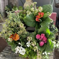 アリッサム,イベリス,サントリナ,タイム,ビオラの画像