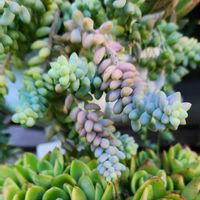 玉つづり,多肉植物,多肉寄せ植え,グラデーション,植物のある暮らしの画像