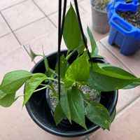 ポトス,観葉植物,和室の画像