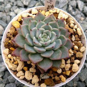 沙羅姫牡丹,ラウイ×沙羅姫牡丹,ブレイブ×沙羅姫牡丹,オリジナル交配苗,オリジナル交配苗の画像