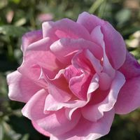 ジニア,ヒャクニチソウ,ピンクのバラ,ヒャクニチソウ(ジニア),ピンクのヒャクニチソウの画像