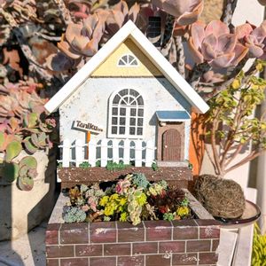 エケベリア,多肉植物,セダム寄植え,小さな庭,フェンスの画像