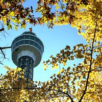 キク,バラ,イチョウ,秋の花,紅葉（こうよう）の画像