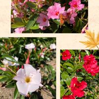 マンデビラ,京都府立植物園の画像