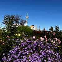 キク,ノコンギク,バラ,イチョウ,秋の花の画像