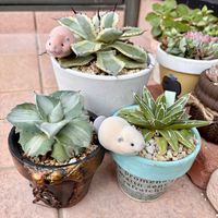 アガベ　笹の雪,王妃雷神錦,吉祥冠錦,多肉植物,多肉大好きの画像