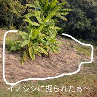 芝生,凶暴,怖い,被害,イノシシの画像