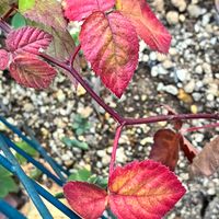 ブラックベリー,癒し,花のある暮らし,iPhone撮影,玄関アプローチの画像