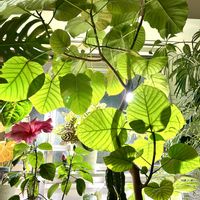 アンスリウム,ハイビスカス,モンステラ,ウンベラータ,エバーフレッシュの画像