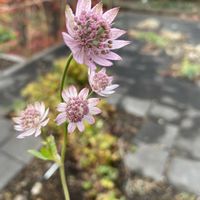 北海道,オーガニック野菜 ,家庭菜園,庭の画像