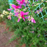 ハギ,秋の花,２０２０年５月同期,多様性を愛する会,2025秋の十草の画像