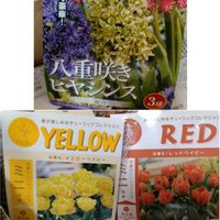 水栽培,植えっぱなし球根の画像