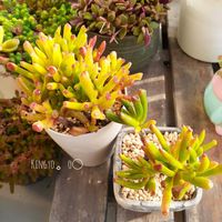 ゴーラム,冬支度,ゴーラム宇宙の木,ベランダの画像