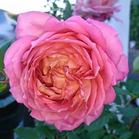 バラ,ブッドレア,サルビア・レウカンサ,散歩,花のある暮らしの画像