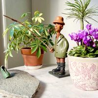 シクラメン,観葉植物達,斑入りのシェフレラ,セネシオ族　モンキーツリー,インテリアと植物の画像