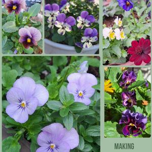 ビオラ ミルフル,フィオリーナ スカイブルー,グランブルー,植木鉢,青い花マニアの画像