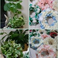 ウンベラータ,斑入りポトス,観葉植物,手作り雑貨,手作りリースの画像