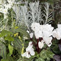 ガーデンシクラメン,カルーナ,ヘリクリサム,八重咲きストック,ヒコウキソウの画像