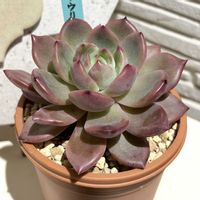 ラウリンゼxロメオ,多肉のある暮らし,防寒対策,もらいもの,多肉の土の画像