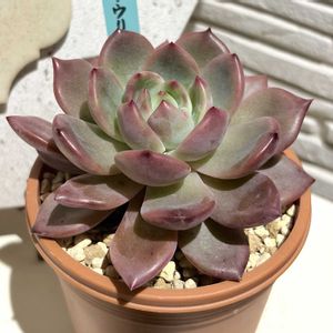 ラウリンゼxロメオ,多肉のある暮らし,防寒対策,もらいもの,多肉の土の画像