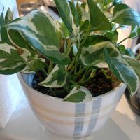 ポトス,観葉植物,賃貸暮らし,晩酌と観葉植物の画像