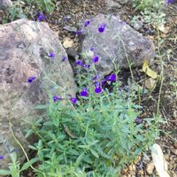 サルビア,セージ,宿根草,ガーデニング,シソ科の画像